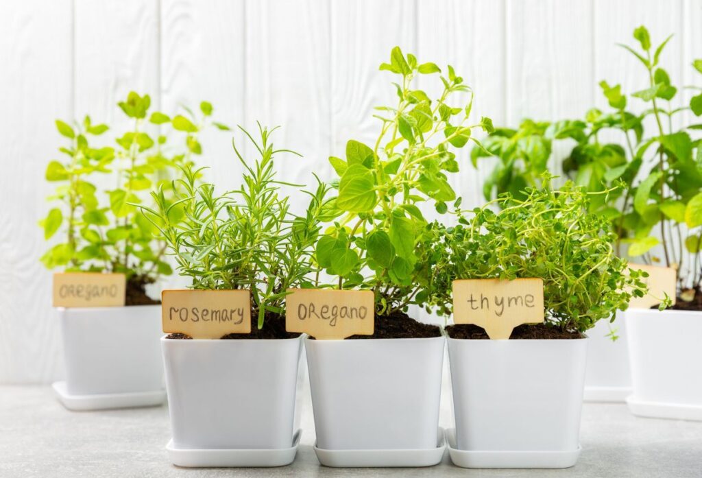 Steps to Prepping Your Central Valley Herb Garden