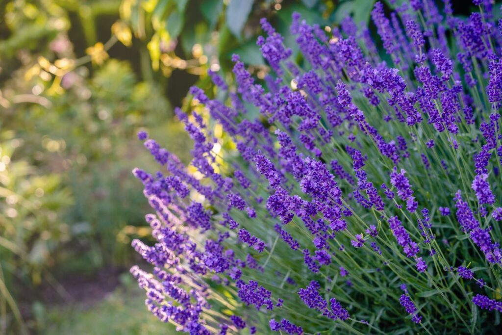 Drought Resistant Plants for the Central Valley