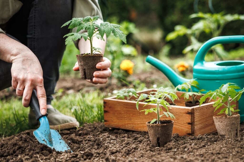 Best Veggies to Grow Now in the Central Valley of California