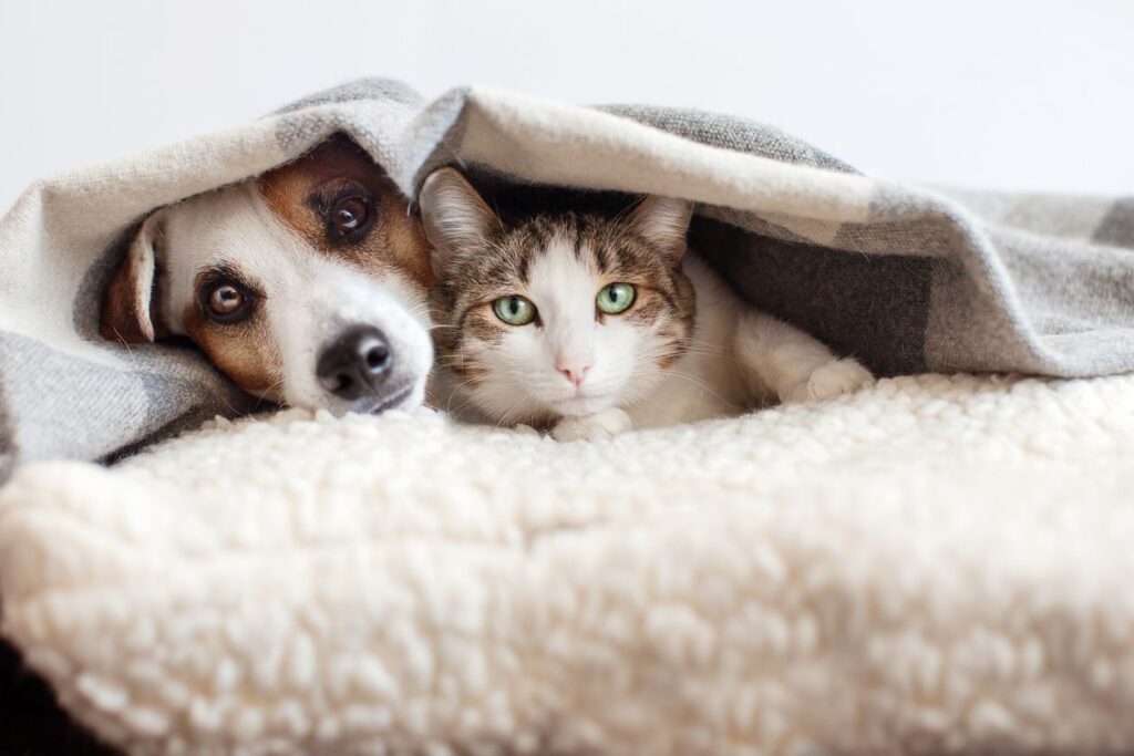 Making Your New House Pet-Friendly