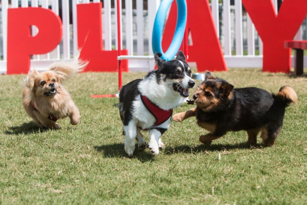 Four Fun Places to Bring Your Dog in Central Valley