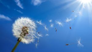 How To Allergy Proof Each Room In Your Home