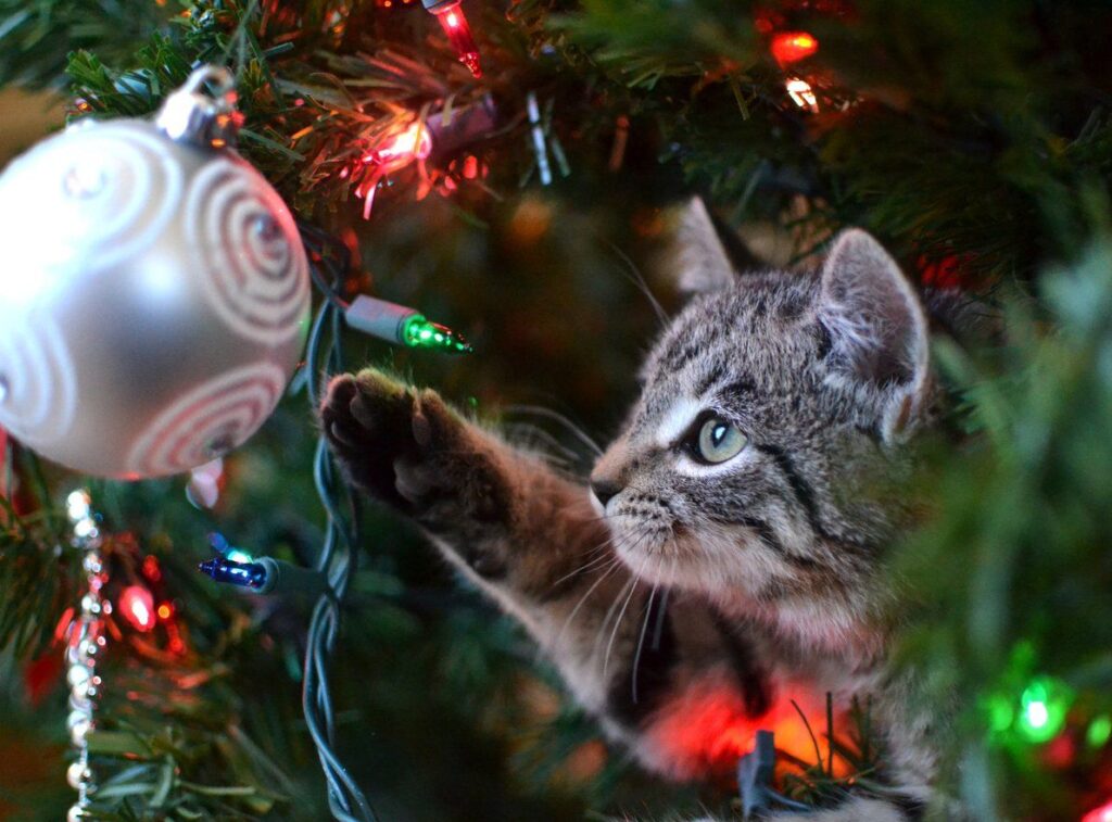 Six Ways to Have a Safe Christmas Tree