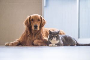 How To Prepare Your New Home For The Family Pets