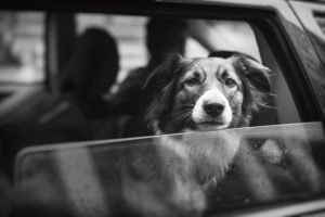 Moving With Your Pet To Homes For Sale In The Central Valley