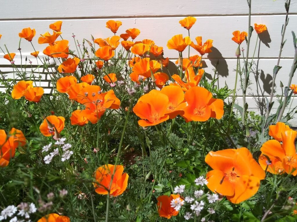 Beautiful Blooms to Plant in Central California