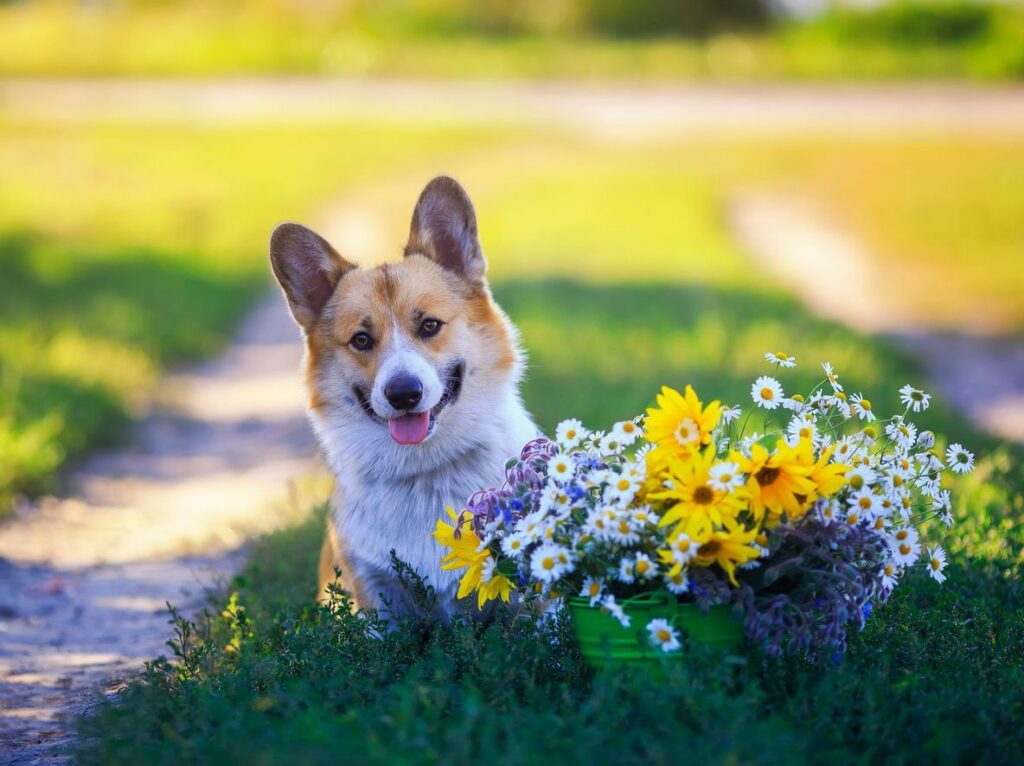 Six Pet-Friendly and Safe Plants