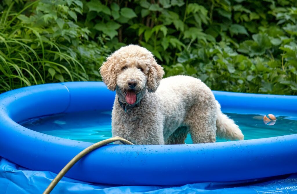 Six Tips for a Cool Dog