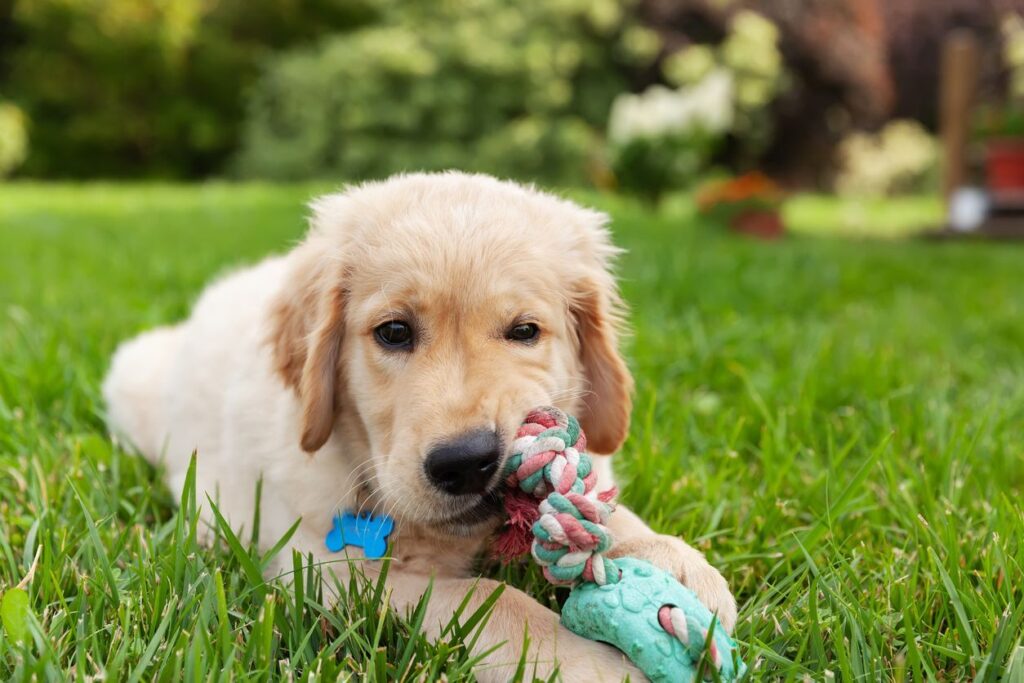 Treat Your Dog to a Great Backyard