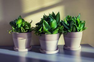 Design Trends for 2019
