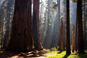 Celebrate 100 Years Of National Parks Near Your New San Joaquin Valley Home