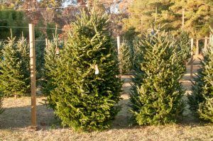Picking A Christmas Tree For Your San Joaquin Valley Home