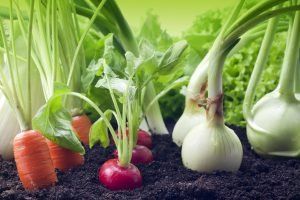 Planting a vegetable garden